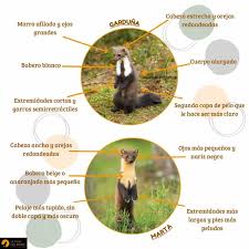 Attēlu rezultāti vaicājumam “Martes”