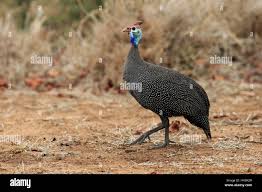 Attēlu rezultāti vaicājumam “Numida meleagris adult”