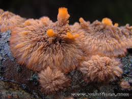 Attēlu rezultāti vaicājumam “Phlebia radiata”