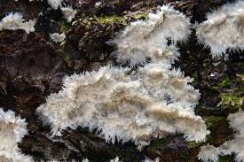 Attēlu rezultāti vaicājumam “Parmeliella triptophylla”