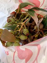 Attēlu rezultāti vaicājumam “Physarum luteolum sessile”