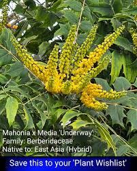 Attēlu rezultāti vaicājumam “Berberidaceae”