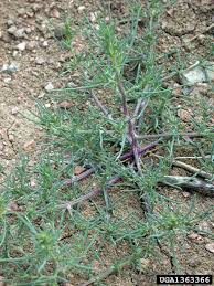 Attēlu rezultāti vaicājumam “Salsola kali”