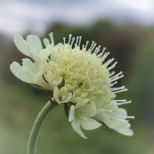 Attēlu rezultāti vaicājumam “Scabiosa ochroleuca”