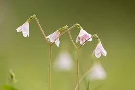 Attēlu rezultāti vaicājumam “Linnaea borealis fruit”