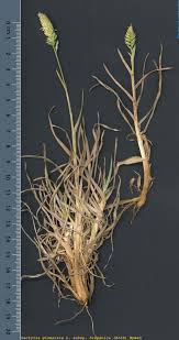 Attēlu rezultāti vaicājumam “Dactylis glomerata subsp. glomerata”