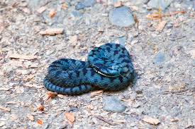 Attēlu rezultāti vaicājumam “Vipera berus adult”