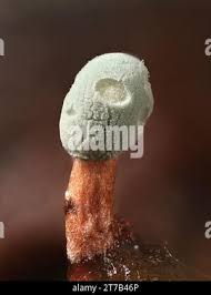 Attēlu rezultāti vaicājumam “Penicillium vulpinum”