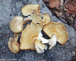 Attēlu rezultāti vaicājumam “Hypsizygus ulmarius”