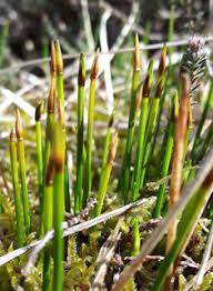 Attēlu rezultāti vaicājumam “Eleocharis uniglumis fruit”