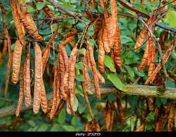Attēlu rezultāti vaicājumam “Robinia pseudoacacia fruit”