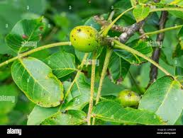 Attēlu rezultāti vaicājumam “Juglans regia fruit”