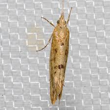 Attēlu rezultāti vaicājumam “Ypsolophidae”