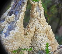 Attēlu rezultāti vaicājumam “Diderma subviridifuscum spores”