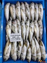 Image result for Trachurus trachurus