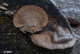 Attēlu rezultāti vaicājumam “Gloeophyllum trabeum”