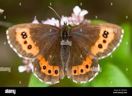 Attēlu rezultāti vaicājumam “Erebia ligea underside”