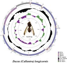 Attēlu rezultāti vaicājumam “Diderma cinereum macro”