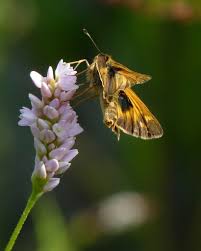 Attēlu rezultāti vaicājumam “Sphacelotheca hydropiperis”