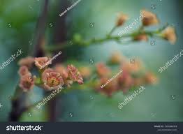 Attēlu rezultāti vaicājumam “Ribes spicatum”