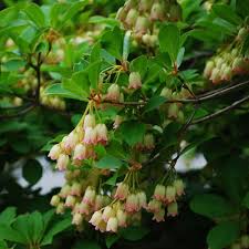 Attēlu rezultāti vaicājumam “Enkianthus campanulatus”