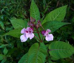 Attēlu rezultāti vaicājumam “Impatiens glandulifera fruit”
