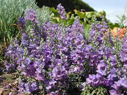 Attēlu rezultāti vaicājumam “Veronica austriaca subsp. teucrium”