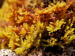 Attēlu rezultāti vaicājumam “Palustriella”