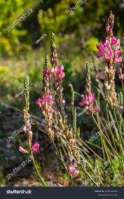 Attēlu rezultāti vaicājumam “Onobrychis arenaria flower”