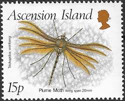 Attēlu rezultāti vaicājumam “Pterophoridae”