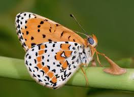 Attēlu rezultāti vaicājumam “Melitaea didyma male”