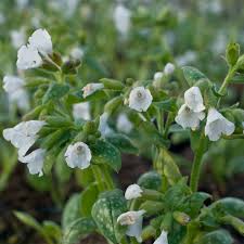 Image result for Lungenkraut