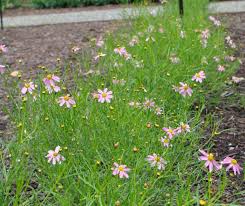 Image result for Coreopsis