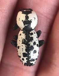 Attēlu rezultāti vaicājumam “Bitoma crenata”