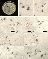 Attēlu rezultāti vaicājumam “Orbilia sp.”