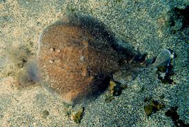 Image result for Torpedo marmorata