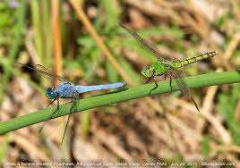 Attēlu rezultāti vaicājumam “Odonata”