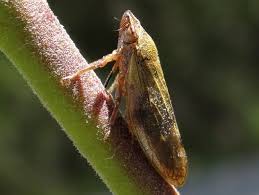 Attēlu rezultāti vaicājumam “Aphrophora salicina”