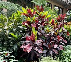 Attēlu rezultāti vaicājumam “Euphorbiaceae”