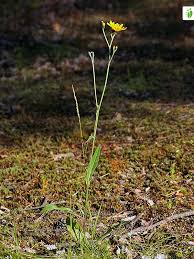 Attēlu rezultāti vaicājumam “Hieracium vulgatum leaf”