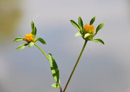 Attēlu rezultāti vaicājumam “Bidens tripartita flower”