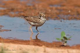 Image result for Calandrella rufescens