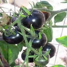 Afbeeldingsresultaat voor debarro black tomato