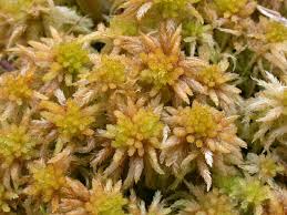 Attēlu rezultāti vaicājumam “Sphagnum tenellum”