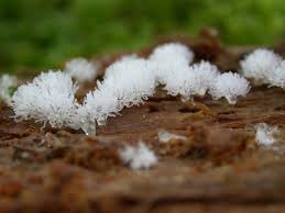 Attēlu rezultāti vaicājumam “Craterium aureonucleatum”