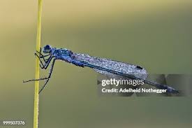 Attēlu rezultāti vaicājumam “Lestes dryas”