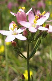 Image result for Centaurium erythraea