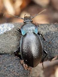Attēlu rezultāti vaicājumam “Carabus nemoralis”