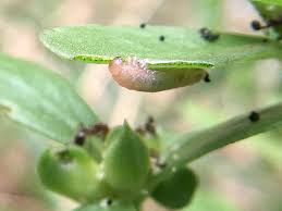 Attēlu rezultāti vaicājumam “Argidae larva”