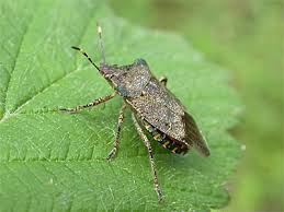 Attēlu rezultāti vaicājumam “Troilus luridus”